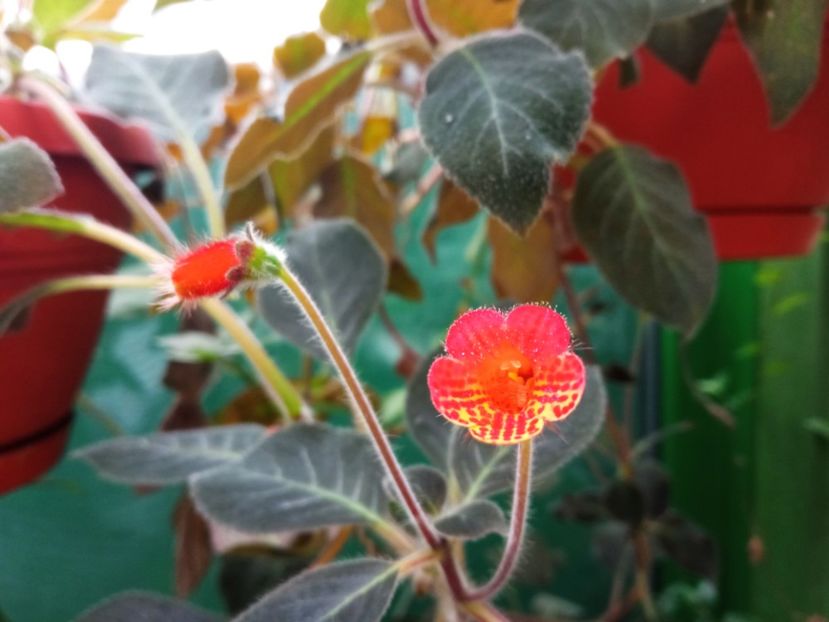 Brasilian Gem - Kohleria 2021