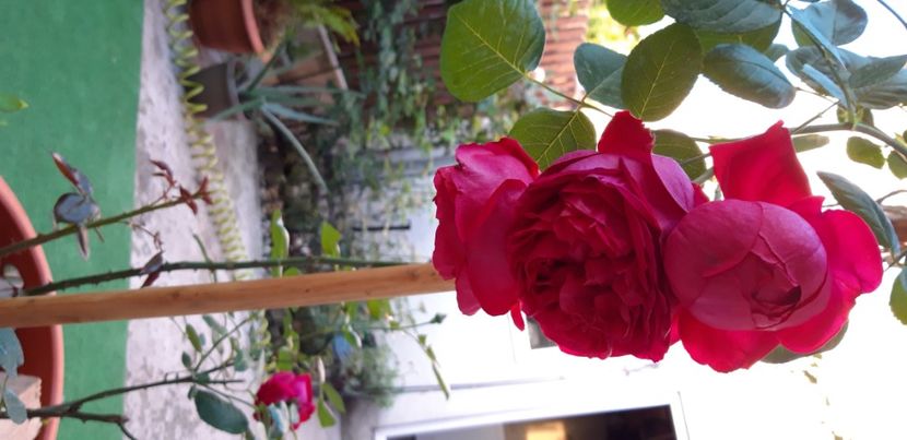  - wollerton old hall si red eden