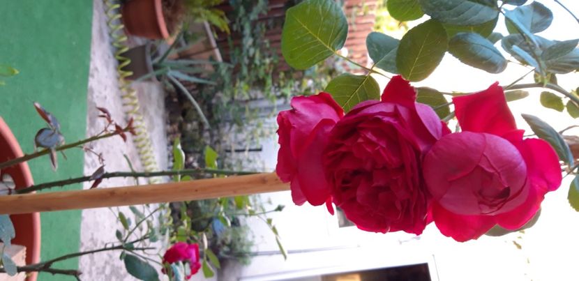  - wollerton old hall si red eden