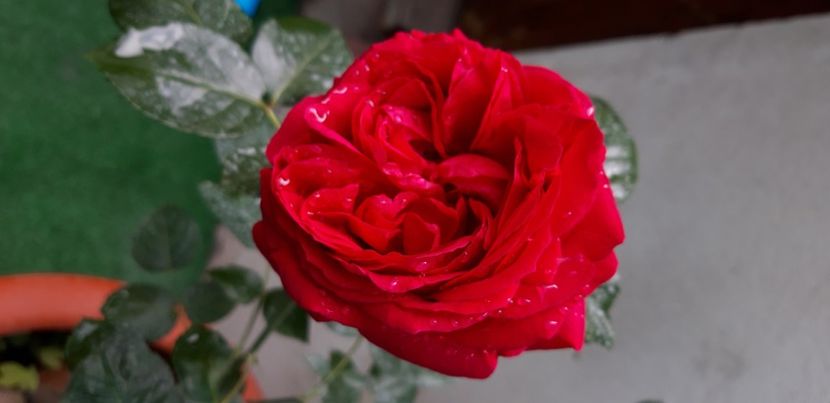  - wollerton old hall si red eden
