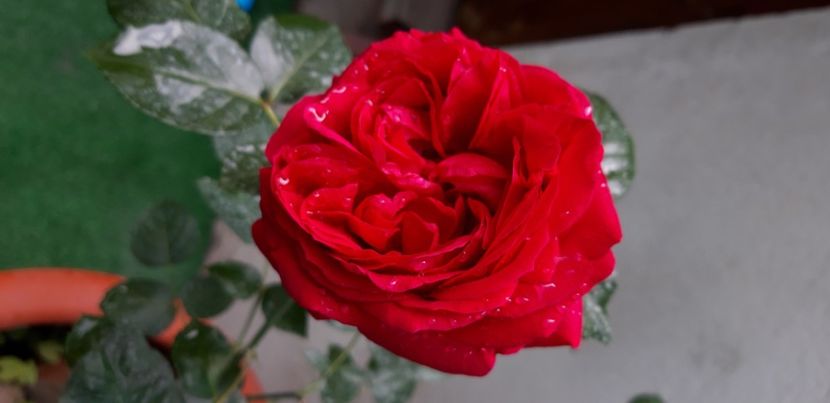  - wollerton old hall si red eden