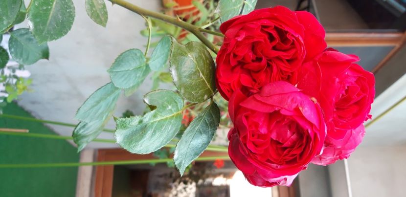 - wollerton old hall si red eden