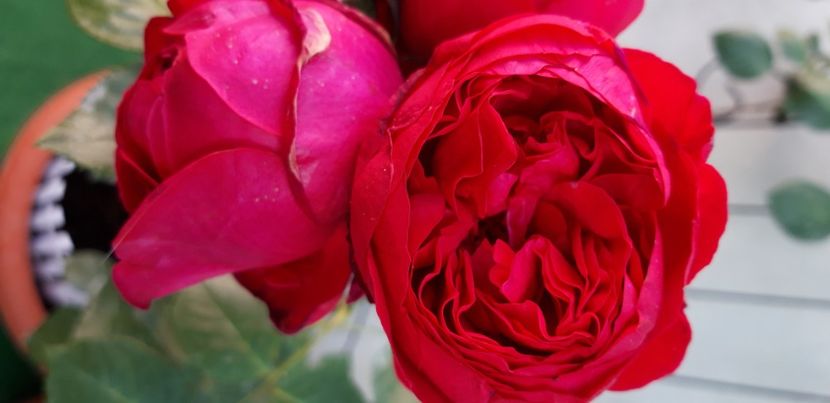  - wollerton old hall si red eden