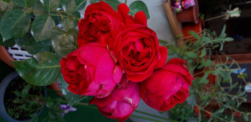  - wollerton old hall si red eden