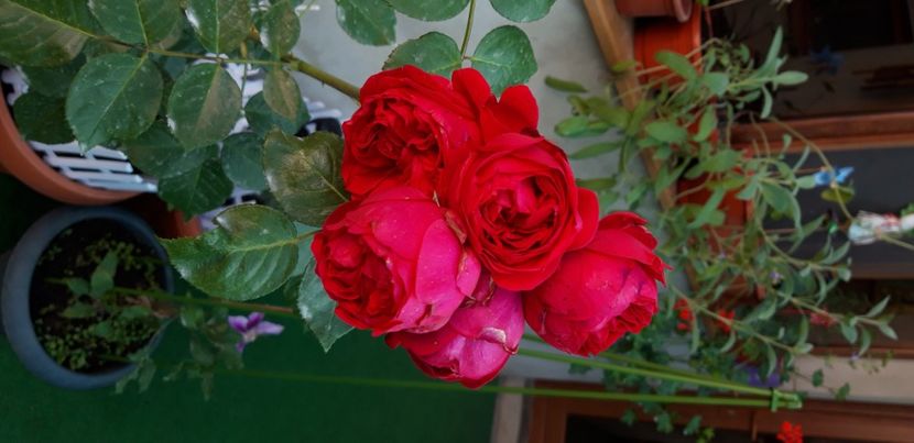  - wollerton old hall si red eden