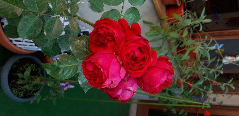  - wollerton old hall si red eden
