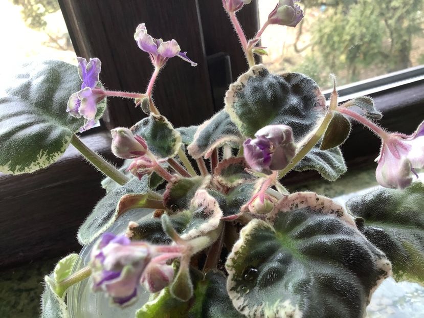  - ND Muranskoe Steklo