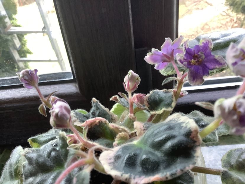  - ND Muranskoe Steklo