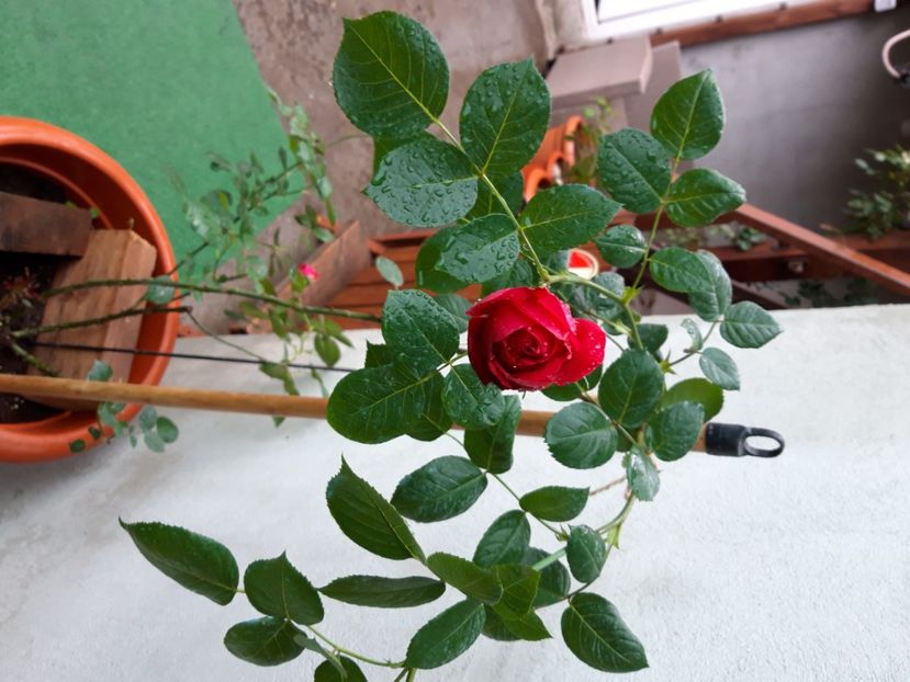  - wollerton old hall si red eden