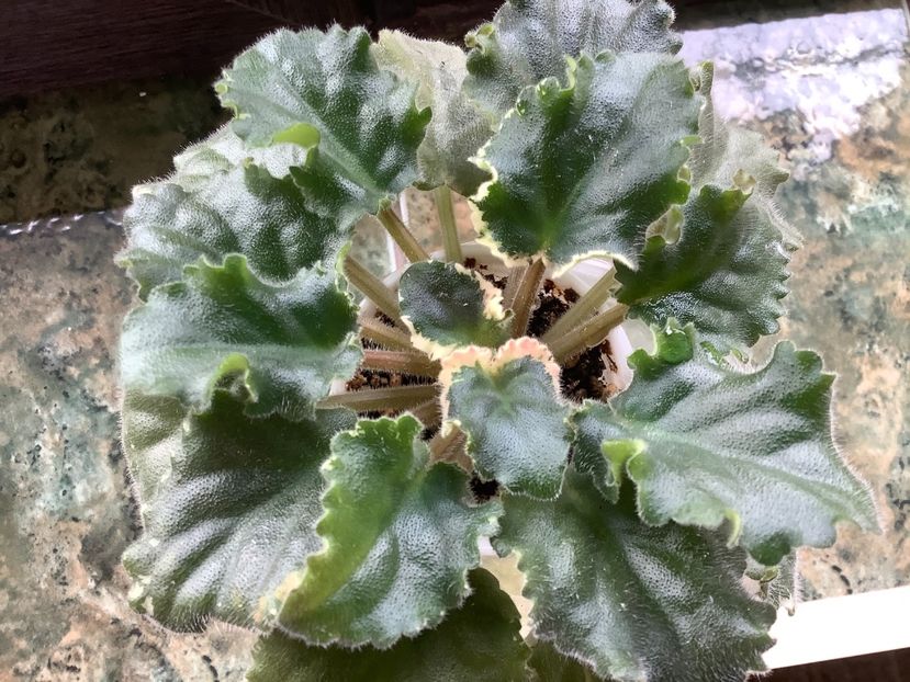 pui 1 - Wild Irish Rose