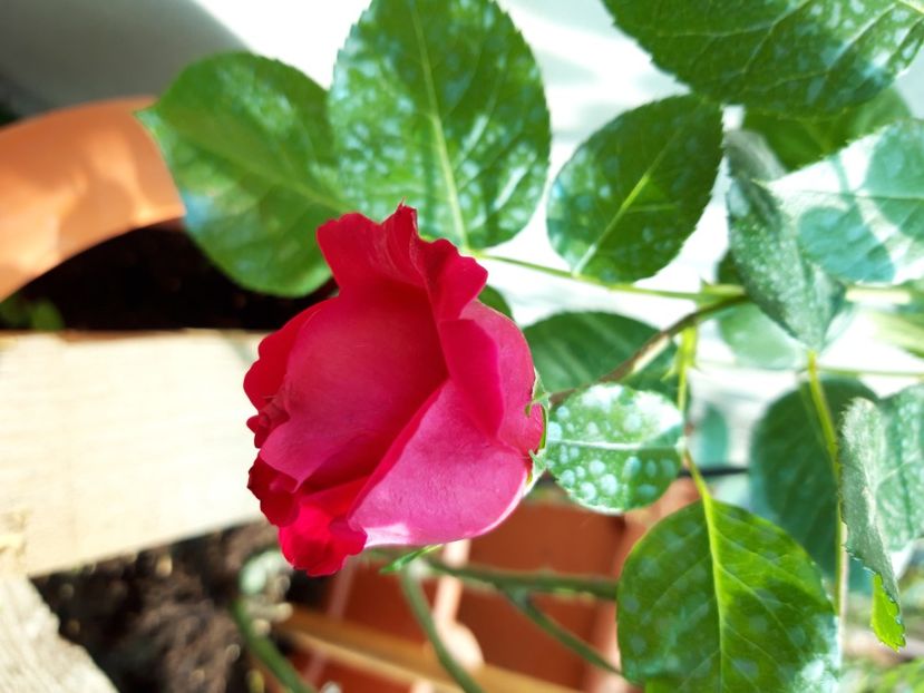  - wollerton old hall si red eden