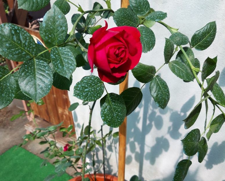  - wollerton old hall si red eden