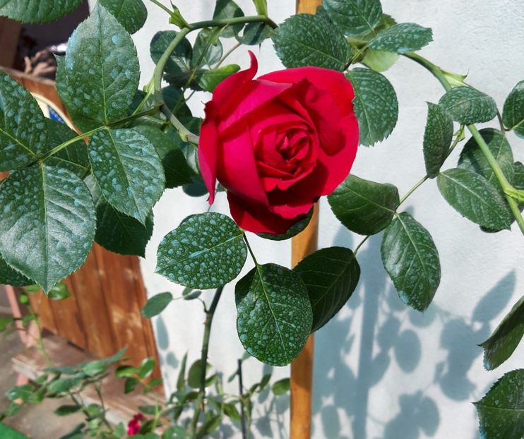  - wollerton old hall si red eden