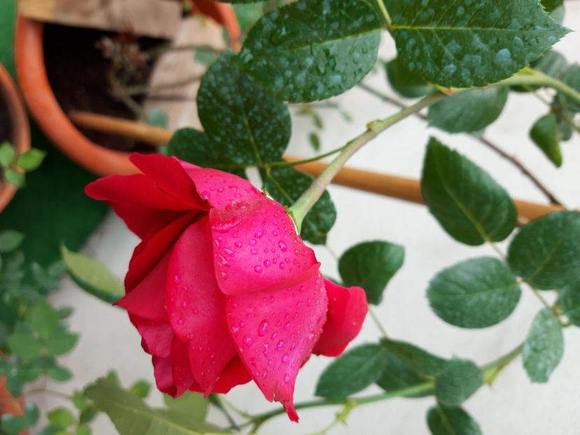  - wollerton old hall si red eden