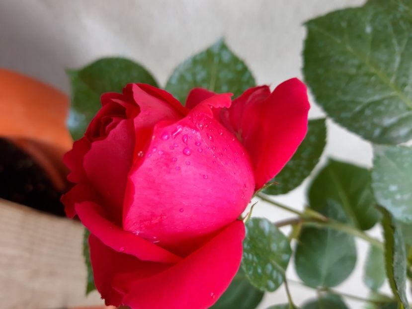  - wollerton old hall si red eden