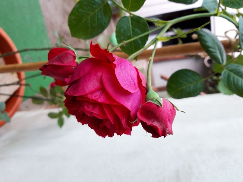  - wollerton old hall si red eden