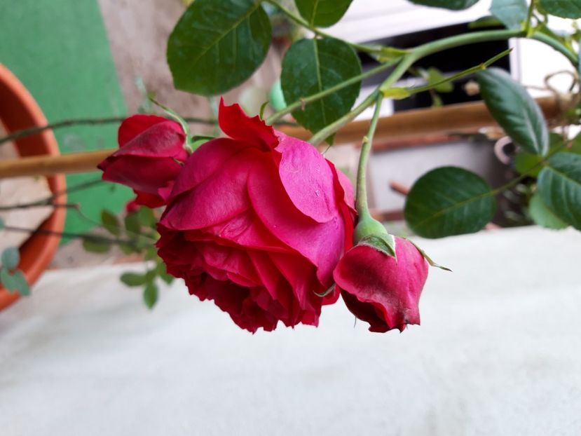  - wollerton old hall si red eden