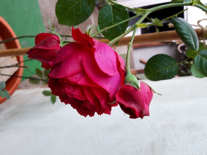  - wollerton old hall si red eden