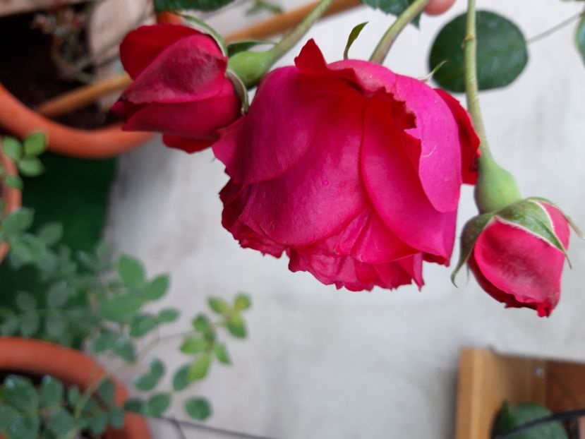  - wollerton old hall si red eden