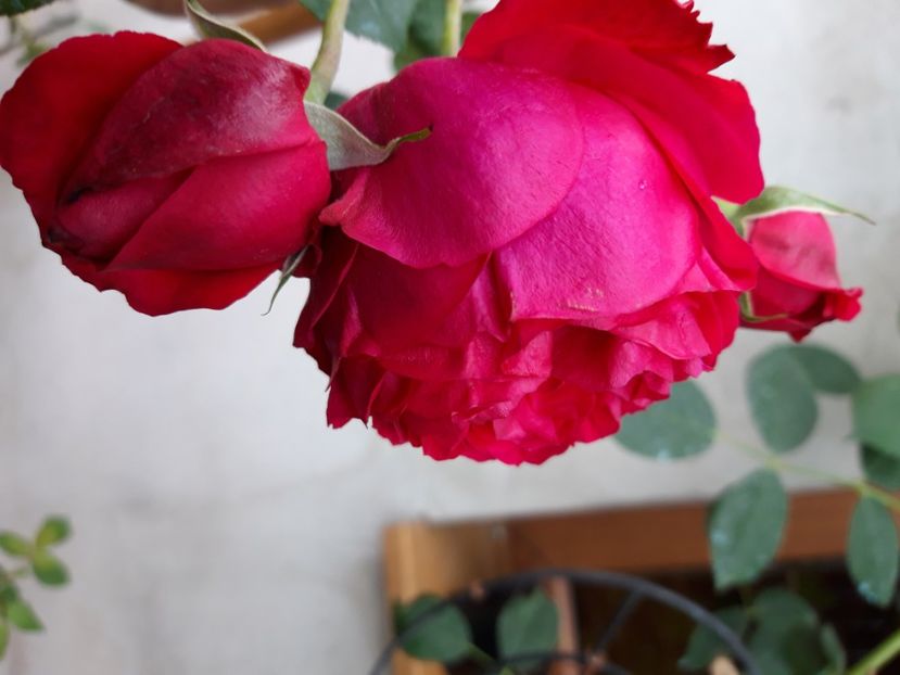  - wollerton old hall si red eden