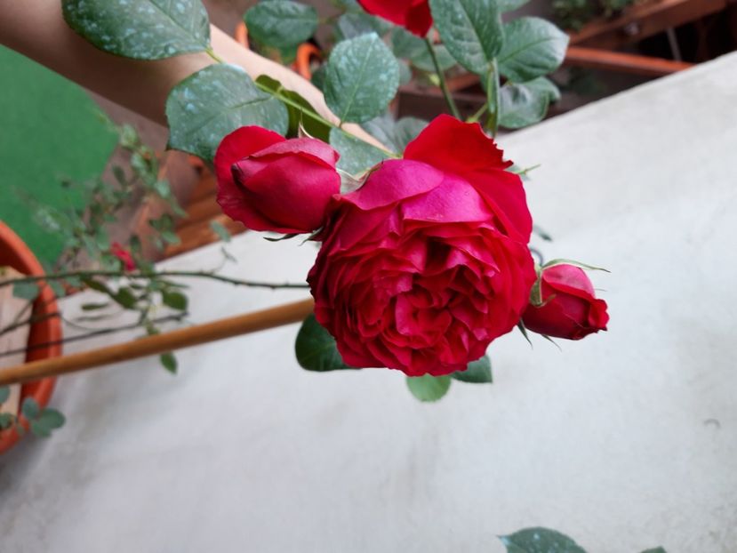  - wollerton old hall si red eden