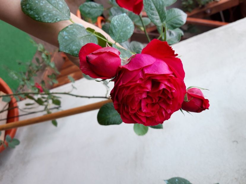  - wollerton old hall si red eden