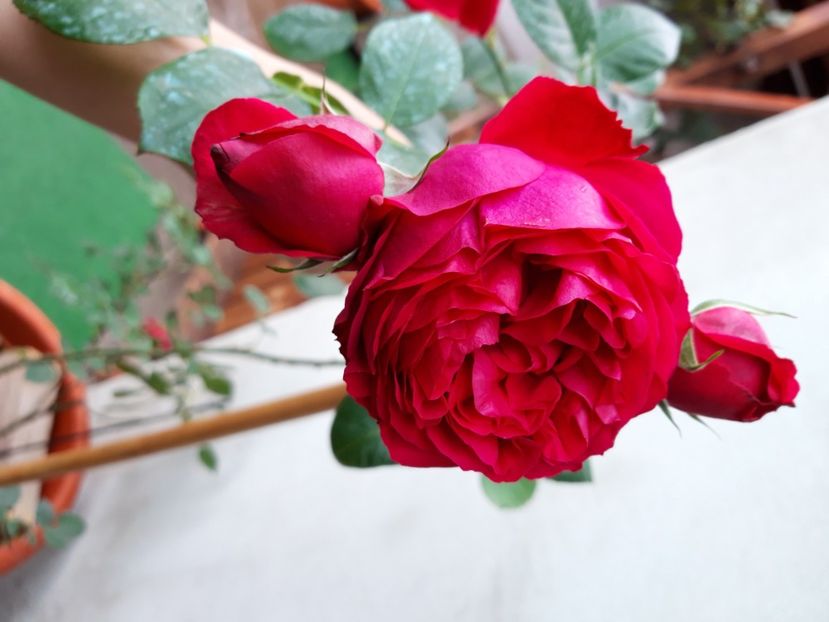  - wollerton old hall si red eden