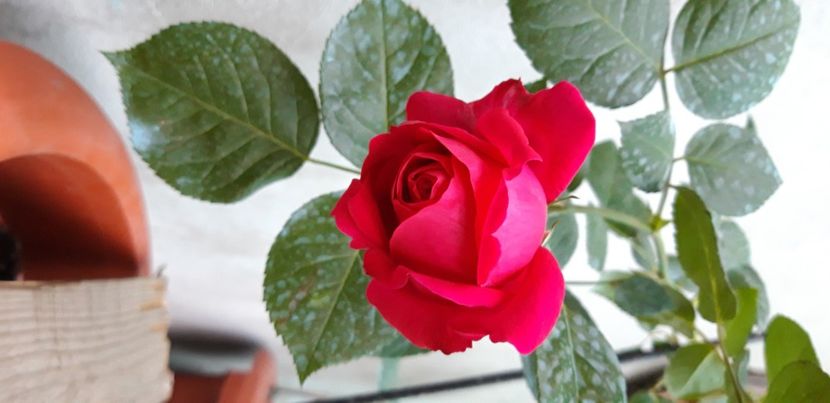  - wollerton old hall si red eden