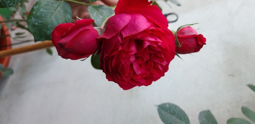  - wollerton old hall si red eden