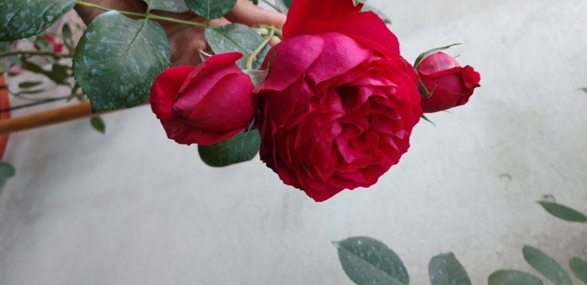  - wollerton old hall si red eden