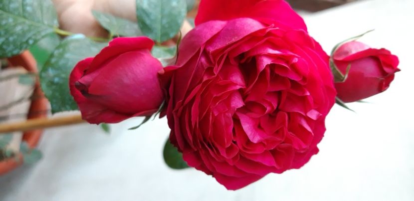  - wollerton old hall si red eden