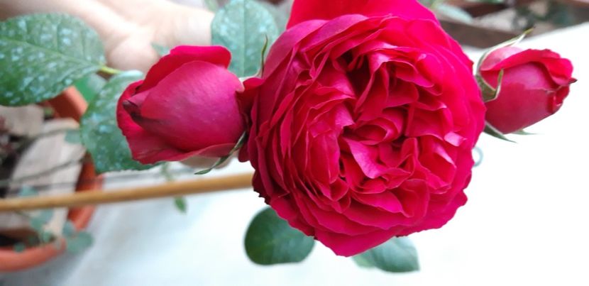  - wollerton old hall si red eden