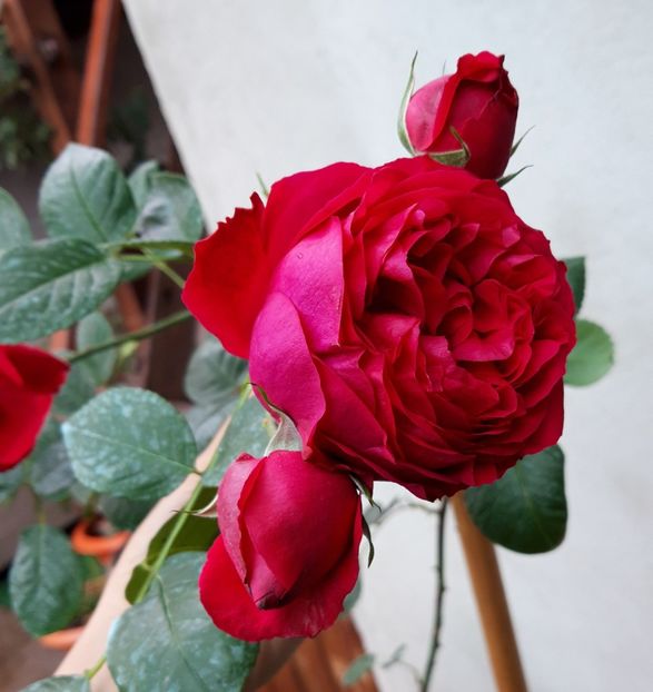  - wollerton old hall si red eden