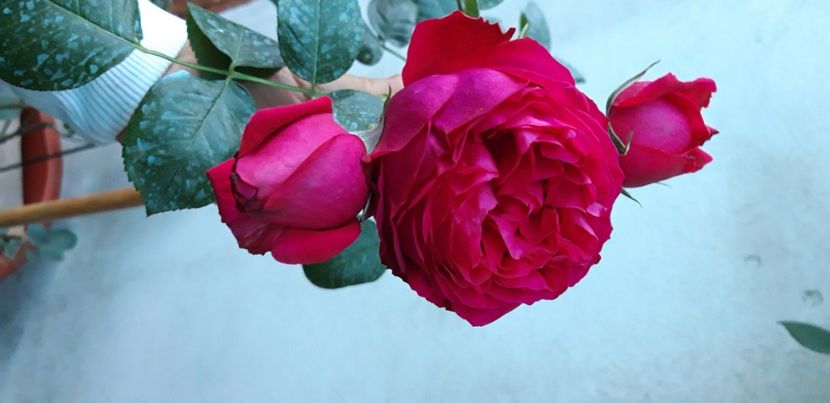  - wollerton old hall si red eden