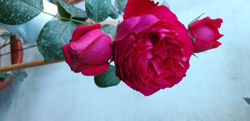  - wollerton old hall si red eden