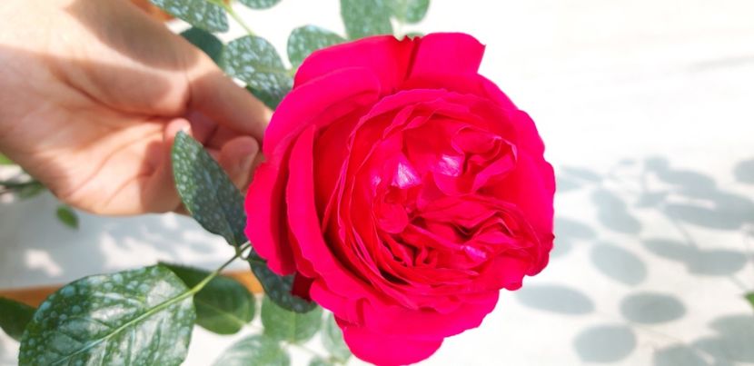  - wollerton old hall si red eden