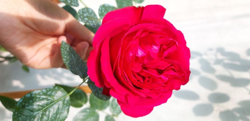  - wollerton old hall si red eden