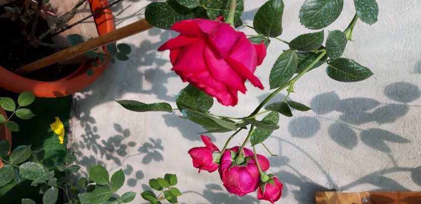  - wollerton old hall si red eden