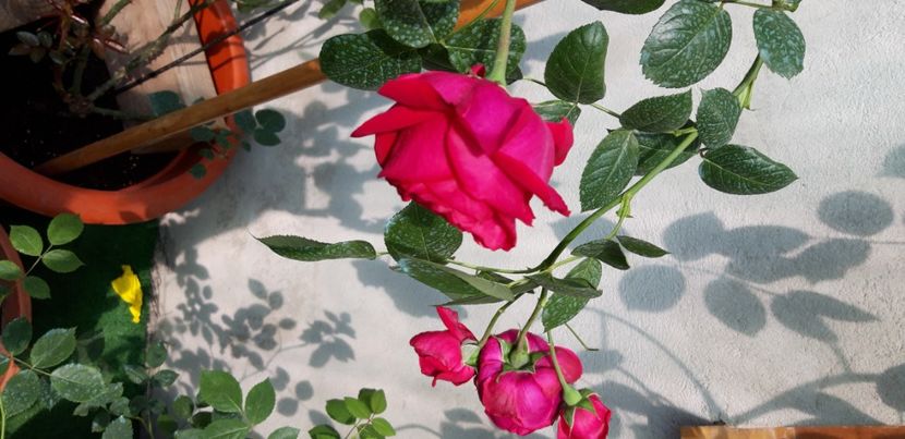  - wollerton old hall si red eden