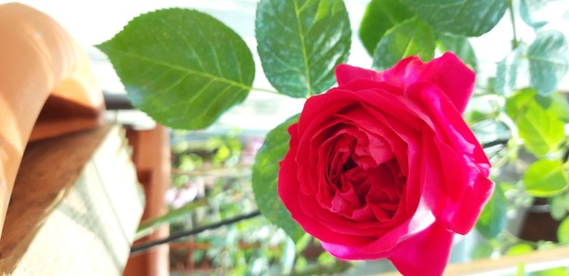  - wollerton old hall si red eden