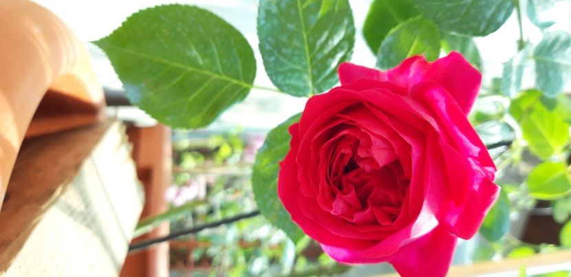  - wollerton old hall si red eden