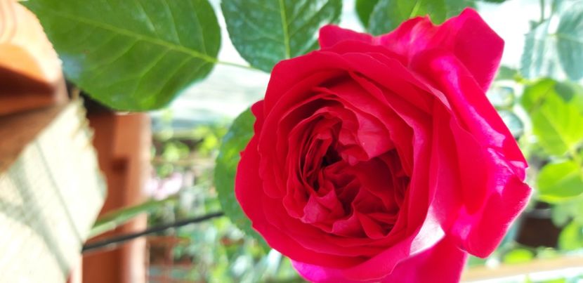  - wollerton old hall si red eden