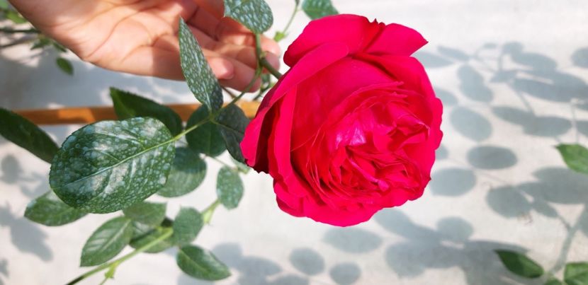  - wollerton old hall si red eden