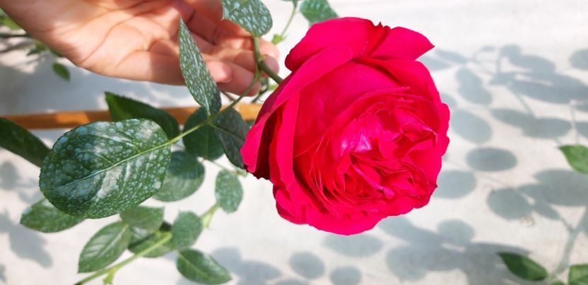  - wollerton old hall si red eden