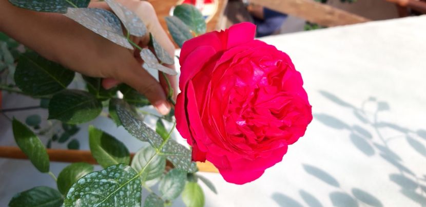  - wollerton old hall si red eden