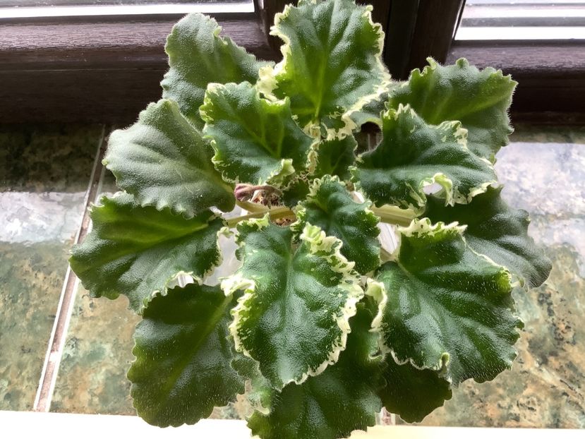 pui 2 - Wild Irish Rose