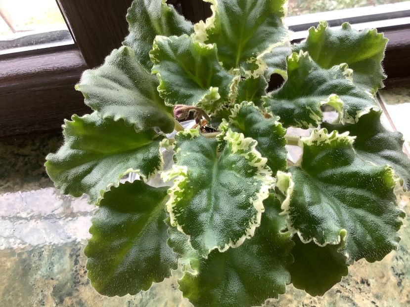 pui 2 - Wild Irish Rose