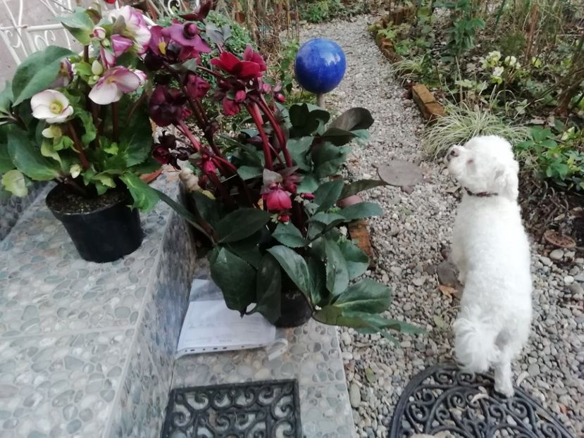 Helleborus Ice n Rose Rosado și Merlot - Grădina 2021