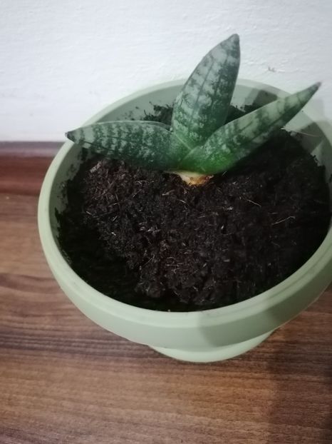 Sansevieria boncellensis - Sansevieria