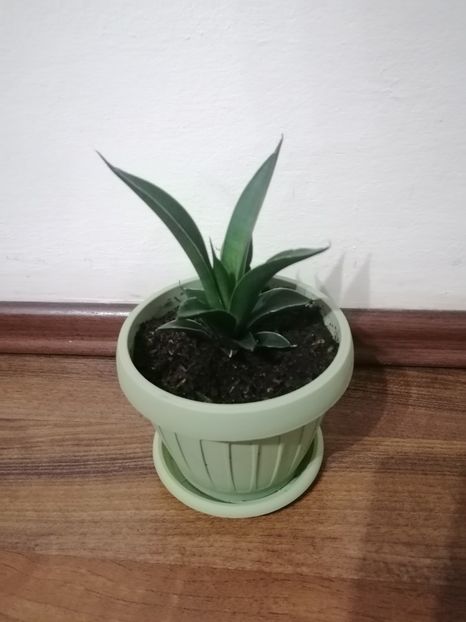 Sansevieria comet Amazon green - Sansevieria